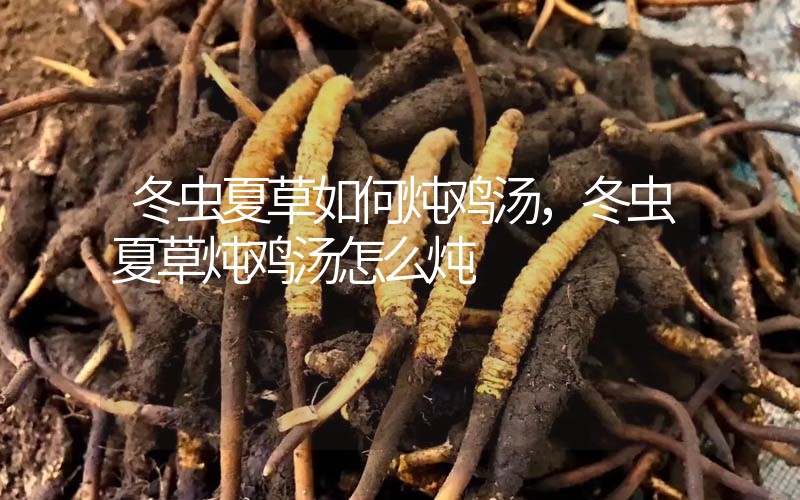 冬蟲(chóng)夏草如何燉雞湯，冬蟲(chóng)夏草燉雞湯怎么燉