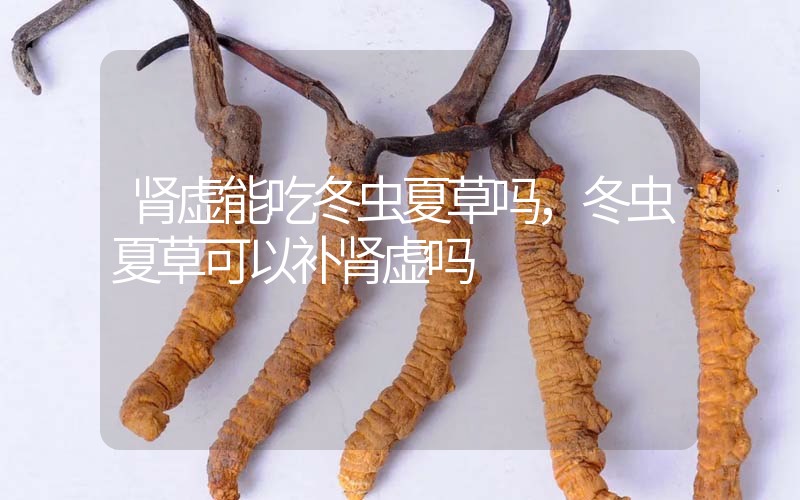 腎虛能吃冬蟲夏草嗎，冬蟲夏草可以補(bǔ)腎虛嗎？