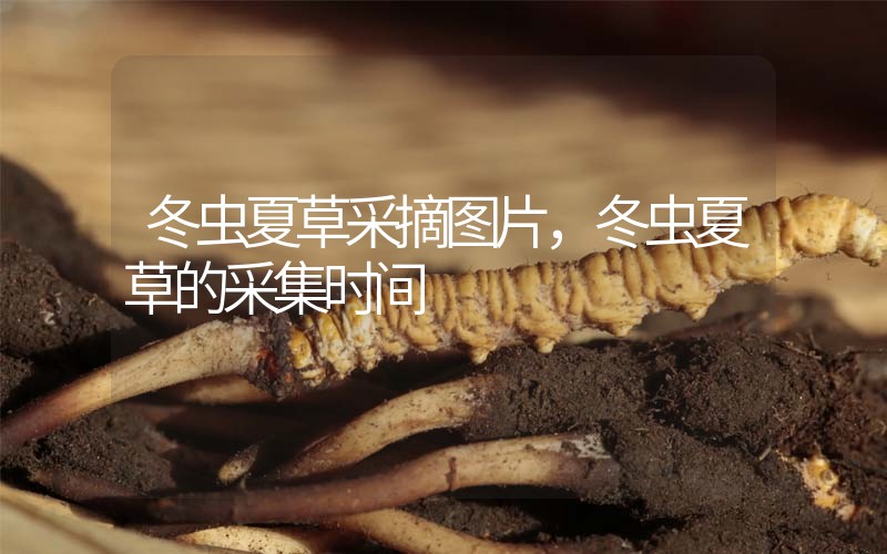 冬蟲夏草采摘圖片，冬蟲夏草的采集時間