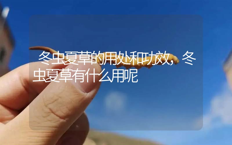 冬蟲(chóng)夏草的用處和用法，冬蟲(chóng)夏草有什么用呢