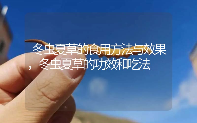 冬蟲夏草的食用方法與效果，冬蟲夏草的食用方法！