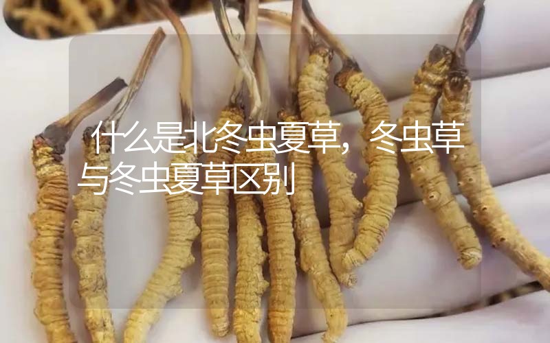 什么是北冬蟲夏草，北冬蟲草與冬蟲夏草區(qū)別