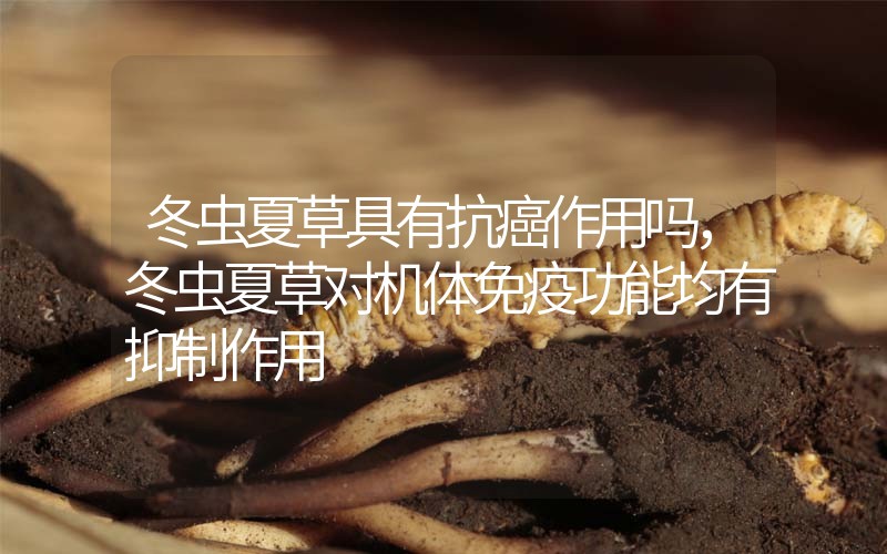 冬蟲夏草具有抗癌作用嗎，冬蟲夏草對(duì)機(jī)體免疫功能均有抑制作用