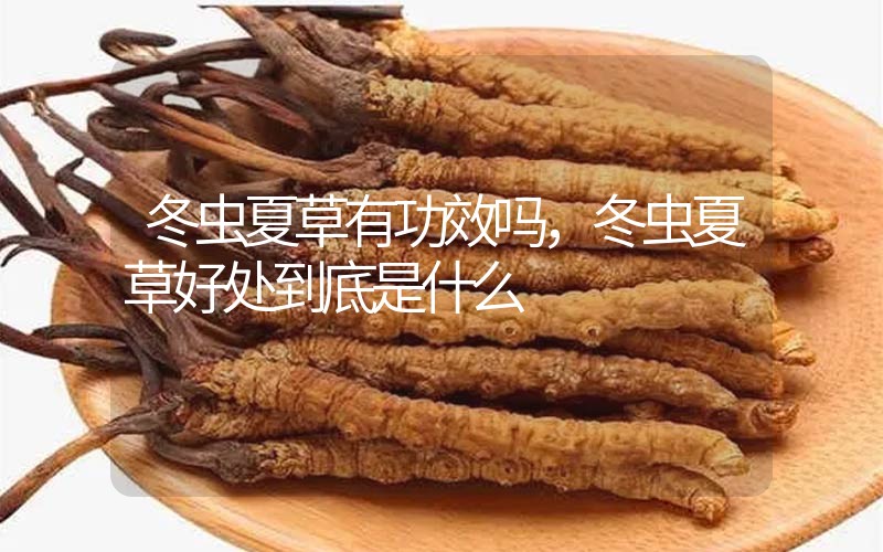 冬蟲(chóng)夏草到底有什么神奇作用?冬蟲(chóng)夏草好處到底有哪些？