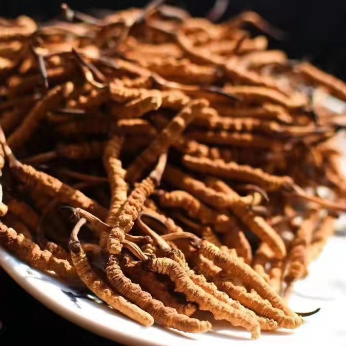 冬蟲夏草為什么這么貴呢？有便宜的能買嗎