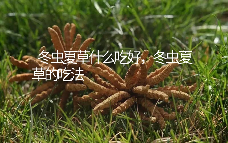 冬蟲夏草什么吃好，冬蟲夏草的吃法