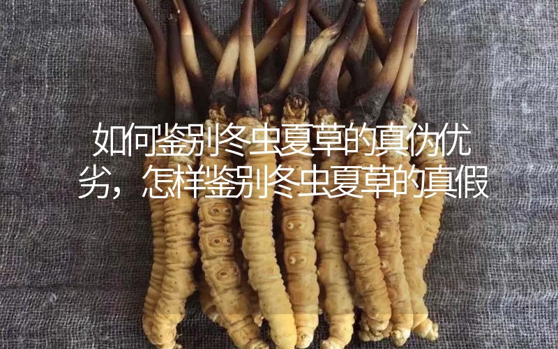 如何鑒別冬蟲夏草的真?zhèn)蝺?yōu)劣，怎樣鑒別冬蟲夏草的真假