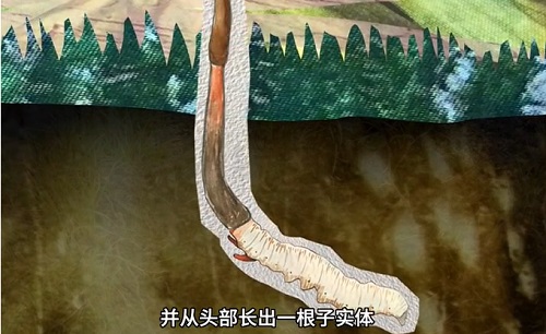 冬蟲夏草到底是蟲還是草？你猜到了嗎？