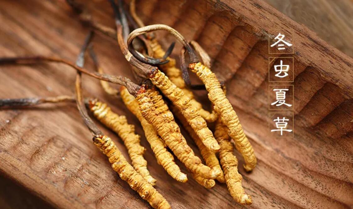 冬蟲夏草有什么藥用價(jià)值？冬蟲夏草作用與效果