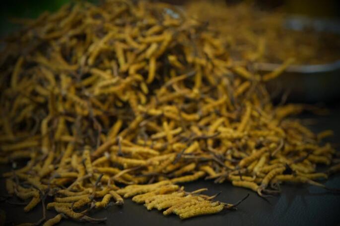 新鮮蟲草和干蟲草的區(qū)別，冬蟲夏草是新鮮的好還是曬干的好？