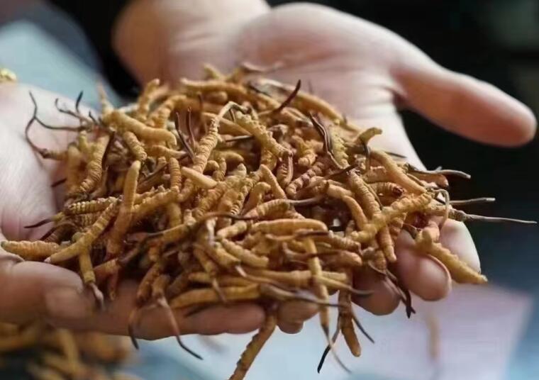 新鮮冬蟲夏草怎么洗最好？新鮮冬蟲夏草怎么清洗？