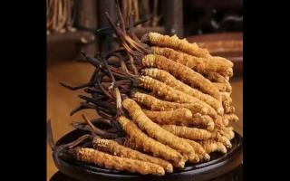 為什么藏民手里的蟲草比網(wǎng)上貴？