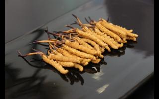 不合格的冬蟲夏草有哪些？