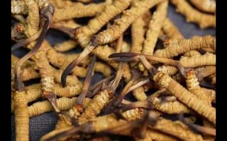 全網(wǎng)較全的冬蟲夏草常識：起源、分類、特點……