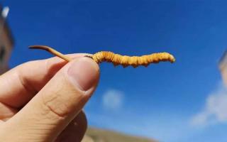 體驗純凈的自然風(fēng)味，選擇冬蟲夏草