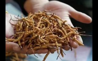 冬蟲夏草，體驗(yàn)來自高原的自然滋味