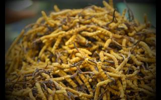 全國(guó)十大冬蟲夏草產(chǎn)地揭秘，你知道幾個(gè)？