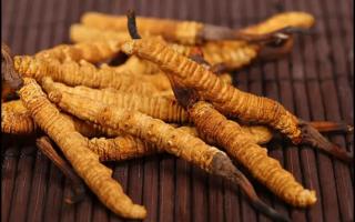 挑選好的冬蟲夏草產(chǎn)品，需要注意哪些問題？