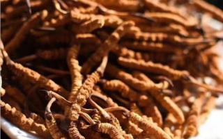 了解冬蟲夏草：起源、生長環(huán)境與特點！