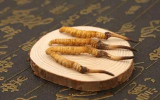 新鮮的冬蟲(chóng)夏草可以存放多長(zhǎng)時(shí)間？