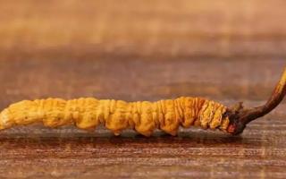 冬蟲夏草的大小眼色和蟲草品質(zhì)的關(guān)系！