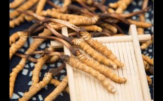 五個特征暴露冬蟲夏草質(zhì)量優(yōu)劣！