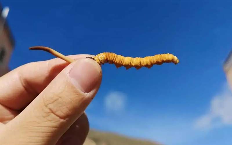如何妥善保存新鮮的冬蟲(chóng)夏草和干燥蟲(chóng)草？