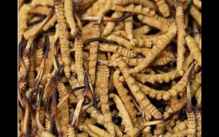 冬蟲夏草的用量和用法你吃對(duì)了嗎？