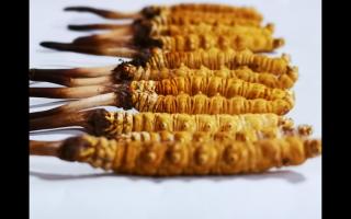 冬蟲(chóng)夏草是一種不可再生資源嗎？