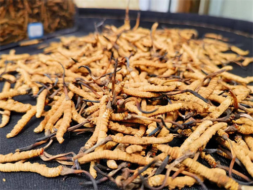 哪些人不能吃冬蟲(chóng)夏草？這5類(lèi)人慎食冬蟲(chóng)夏草