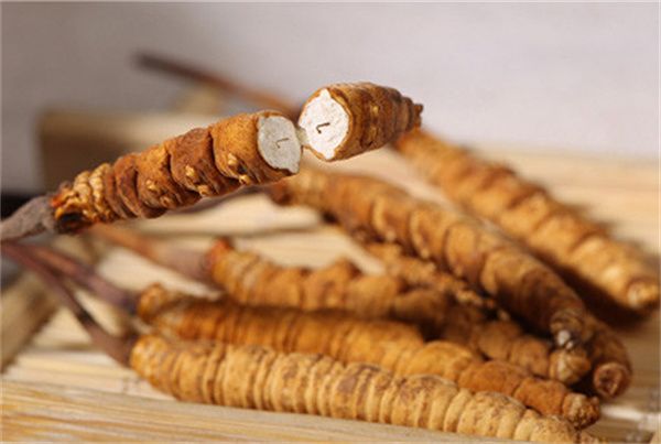 冬蟲(chóng)夏草怎么食用？冬蟲(chóng)夏草的食用指南