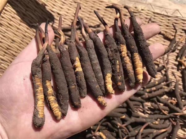 新鮮的冬蟲(chóng)夏草怎么保存方法？讓珍貴之草保持活力