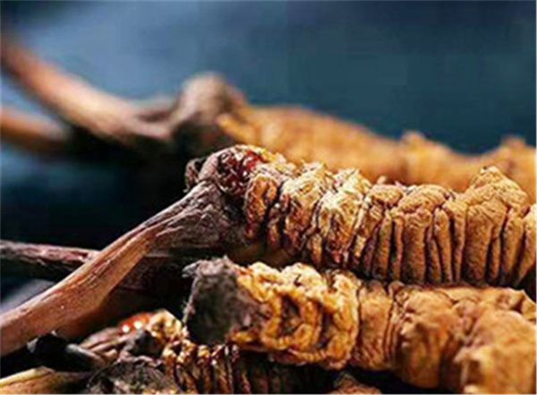 冬蟲(chóng)夏草多少錢一根?影響冬蟲(chóng)夏草價(jià)格的因素