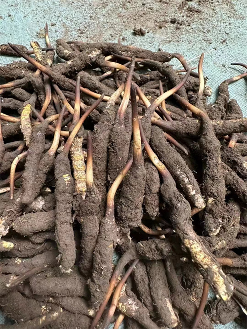 手術(shù)后能否食用冬蟲夏草？專家解答與術(shù)后康復(fù)建議