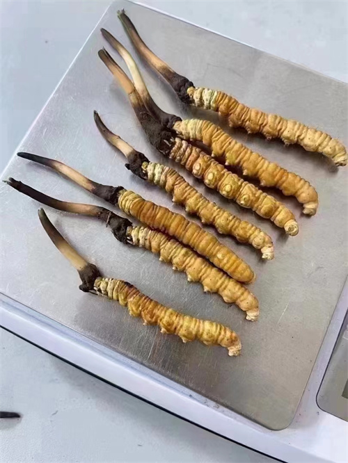 冬蟲夏草煮還是泡好？兩種食用方法的對比分析