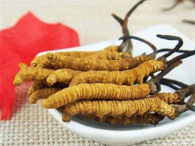 冬蟲(chóng)夏草怎么食用？冬蟲(chóng)夏草的4種食用方法