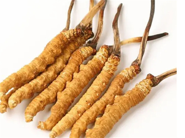 男人適合食用冬蟲夏草嗎？冬蟲夏草的藥用價(jià)值