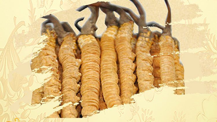 冬蟲夏草御寒效果好嗎？科學(xué)解讀其抗寒機(jī)制