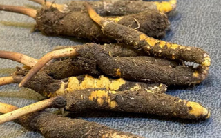 冬蟲夏草鮮草怎么吃？科學(xué)用量指南