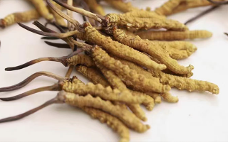 水溫決定營養(yǎng)！冬蟲夏草鮮草泡水溫度全解析?