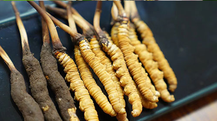 冬蟲(chóng)夏草鮮草吃多久？科學(xué)食用周期與效果解析