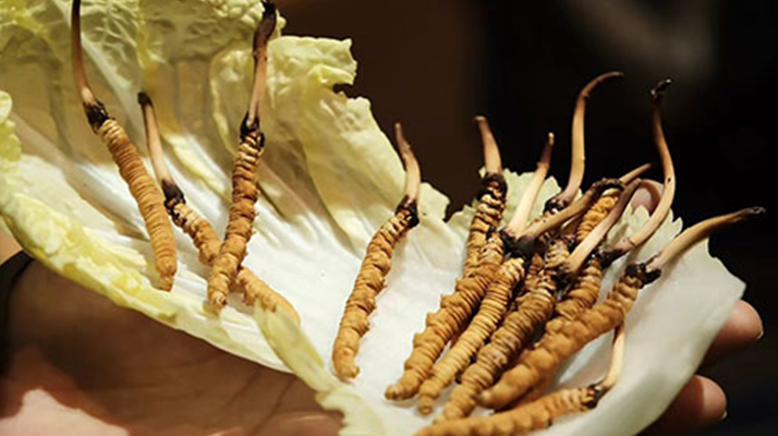 冬蟲夏草：干草與鮮草的終極對(duì)比，哪種更適合你？