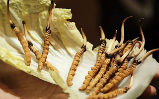 冬蟲夏草：干草與鮮草的終極對(duì)比，哪種更適合你？