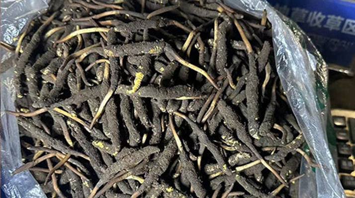 冬蟲夏草可以吃鮮的嗎？一文為你揭秘