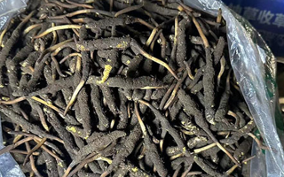 冬蟲夏草可以吃鮮的嗎？一文為你揭秘