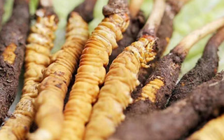 冬蟲(chóng)夏草：曬干食用還是鮮食更優(yōu)？