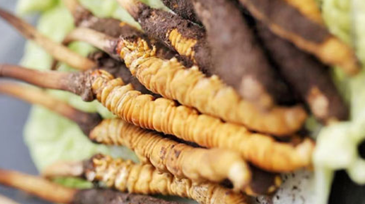 冬蟲夏草鮮草可以生吃嗎？一文解讀食用真相