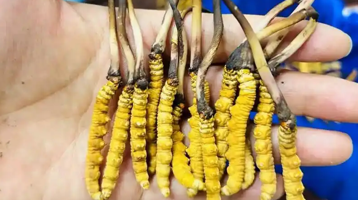 鮮冬蟲(chóng)夏草出水怎么辦？實(shí)用處理指南