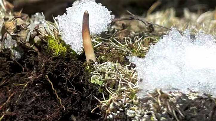 探秘雪域珍寶：最大的新鮮<a href=http://m.tgly8188.com/ target=_blank class=infotextkey><a href=http://m.tgly8188.com/s/nqcc/ target=_blank class=infotextkey>那曲冬蟲夏草</a></a>