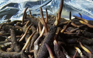 新鮮冬蟲夏草能放多久吃？一文掌握儲存與食用期限